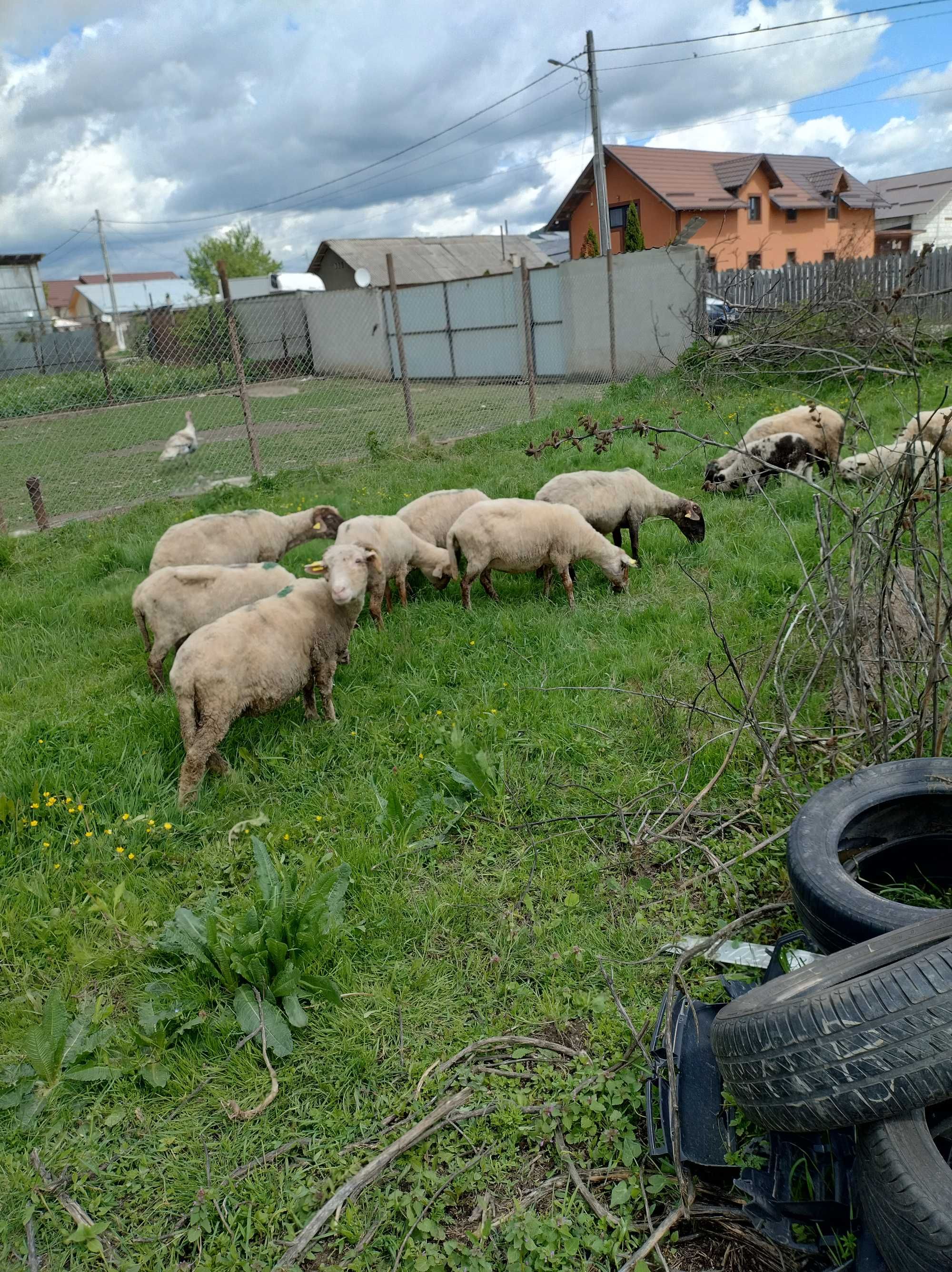 Vând oi tinere tigăi PREȚ..730..lei