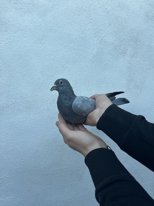 Pui 2025 Gaby Vandenabeele !