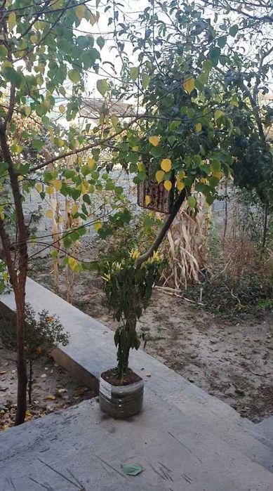 Продаётся дом 2,6 соток 3 комнаты Учтепинский район Ипотека есть