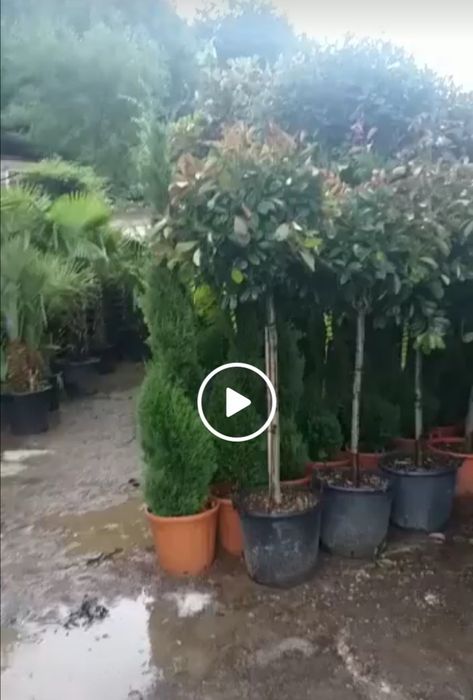 Vînd piatră naturală