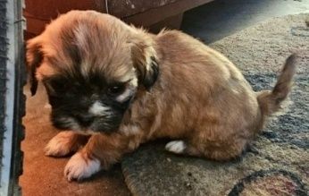 Vând căței Shih-tzu