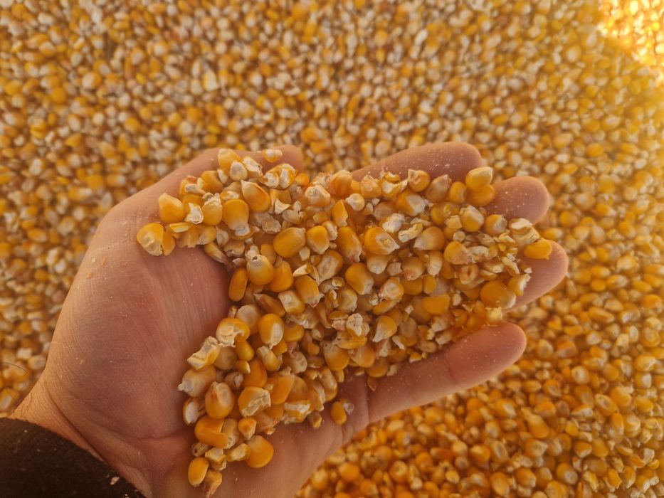Porumb boabe producție  2025 ambalat la 40 kg