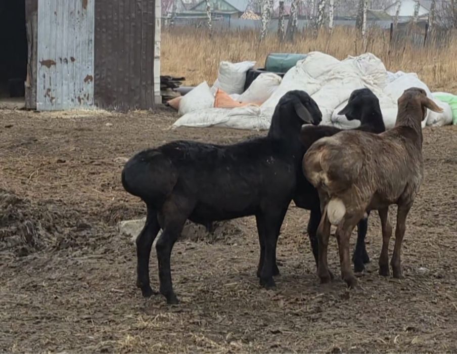 Продам гиссарских кочкарчиков