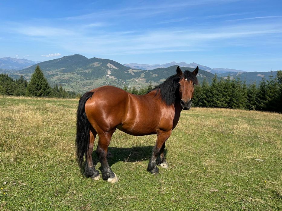 Iepe Semigreu Românesc