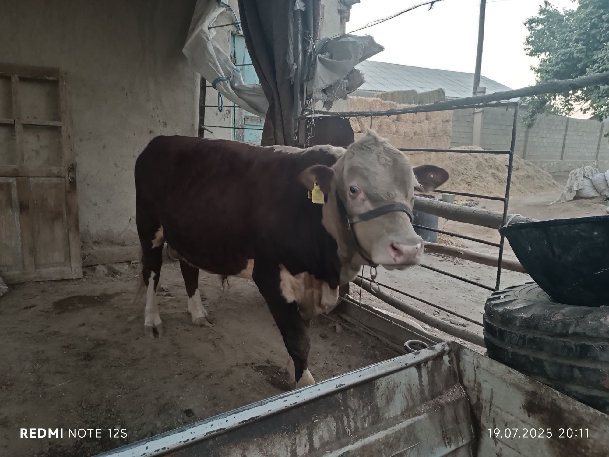 Grenford buqacha sotiladi