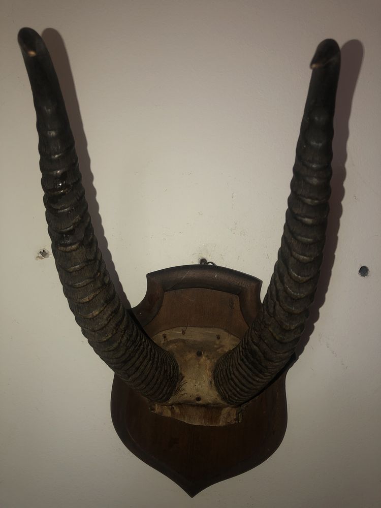 Trofeu  de vanatoare,coarne de antilopa,pe suport din lemn
