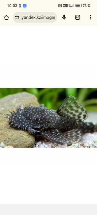 Продам молодняк анцитруса