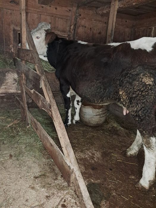 Gestantă în 7 luni.