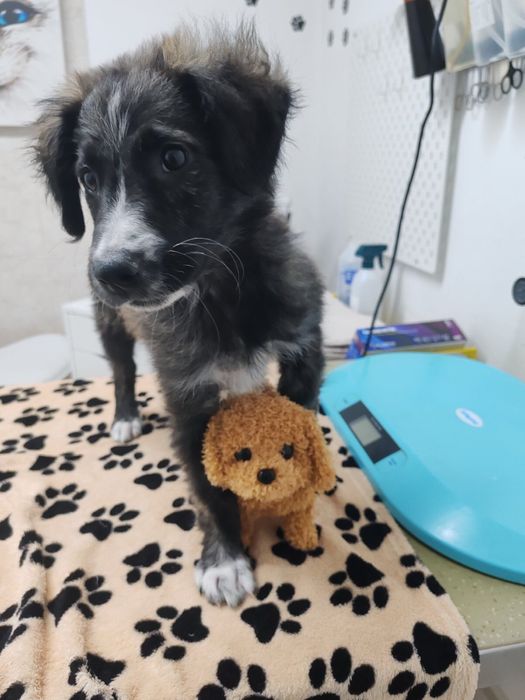 Мъжко кученце на 3 месеца, търси спешно дом или приемна грижа