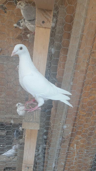 Ocazie! Vand 3 femele voiajor albe 2025 si un mascul voiajor alb 2023!