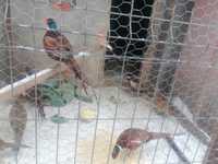 Vând fazani comuni