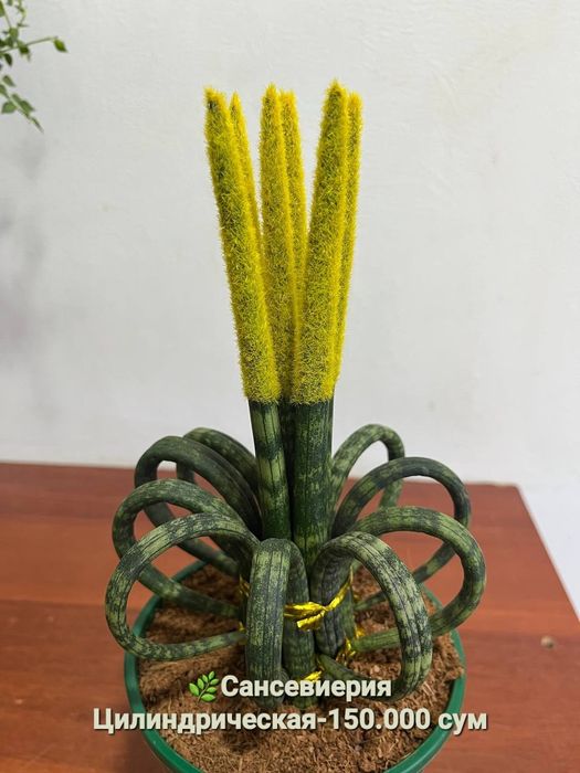 Сансевиерия и Драцена
