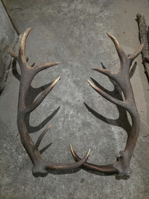 Рога от благороден елен