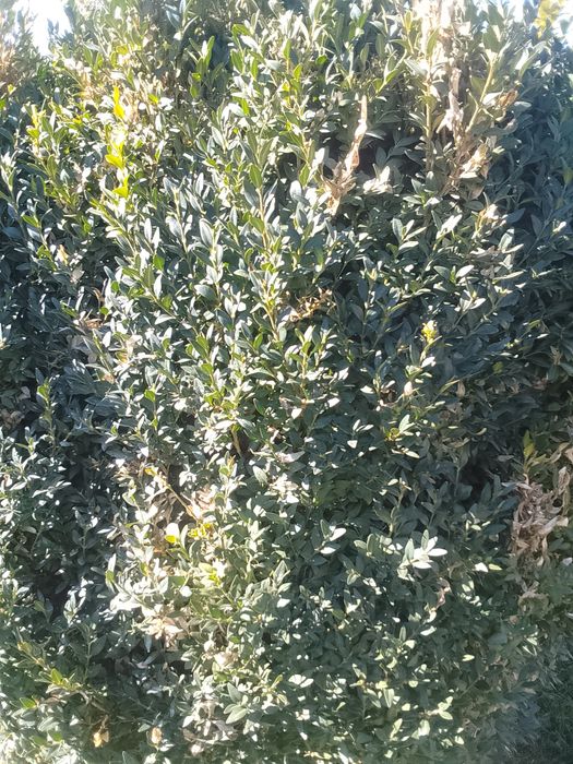 Buxus (gard viu) anul 6