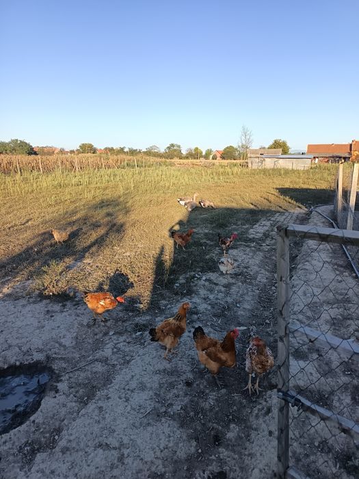 Vând găini rasa kabir