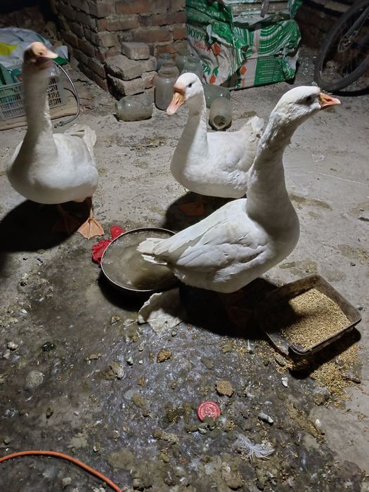 Продам гусей в живом виде