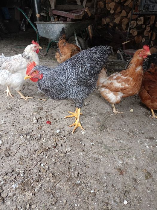 Cocosi australop plymont