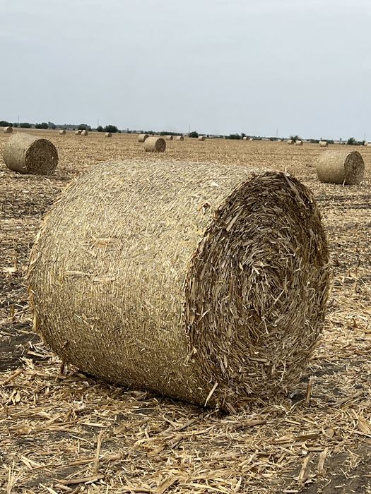 Vând baloti de coceni rotunzi (asigur transoprt contra cost motorina)