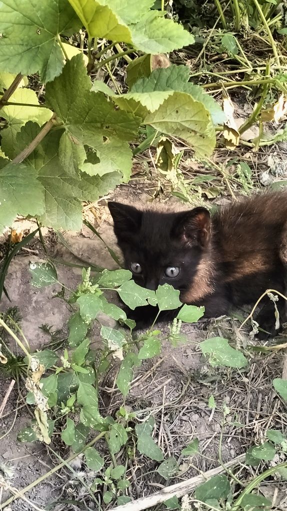 Котята 4 штуки  .
