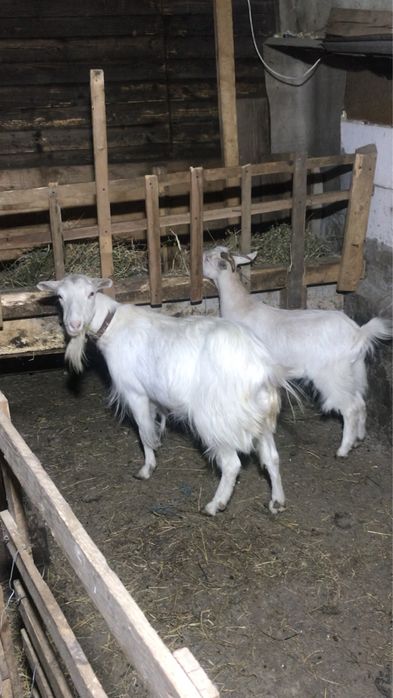 Vand capra si ieduta
