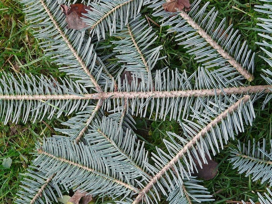 Puieti brad alb Abies alba la ghiveci P11- plantare 12 Luni/an
