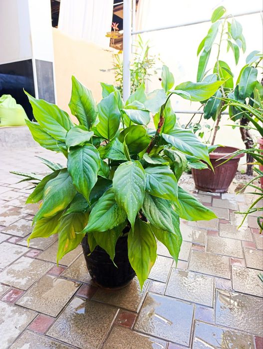 Цветы домашние лечебные