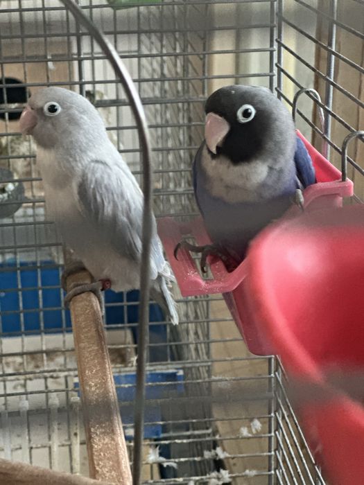 Papagali Agapornis Nigrigenis