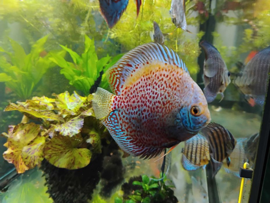 Pesti acvariu Discus