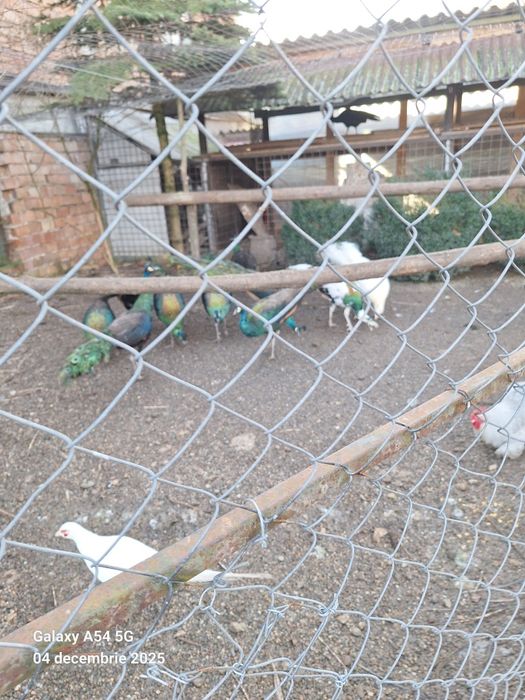 Vand pauni tineret 2024 detalii la telefon