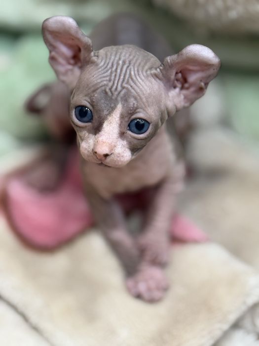 Котята эльфики готовы к бронированию