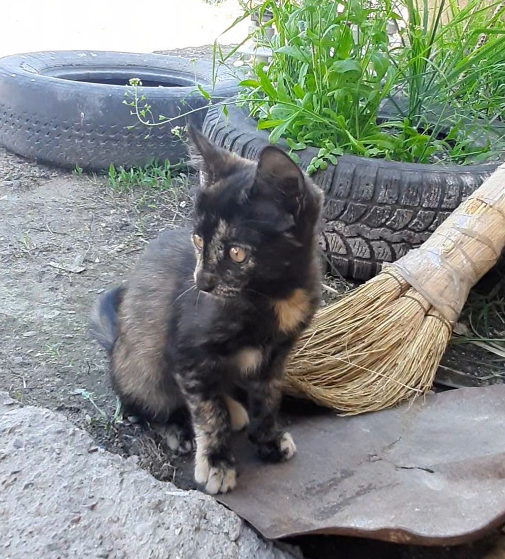 Отдам котёнка ДЕВОЧКУ