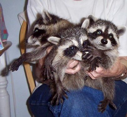 В продаже щенки енотов