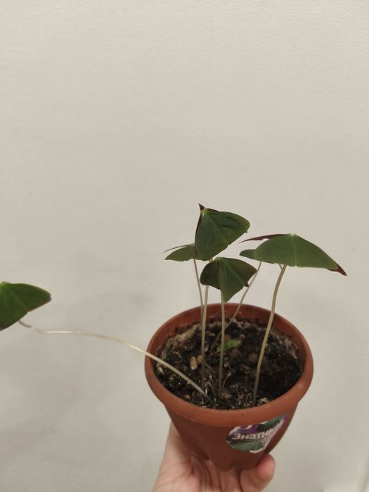 Оксалис. Бабочки. Цветы