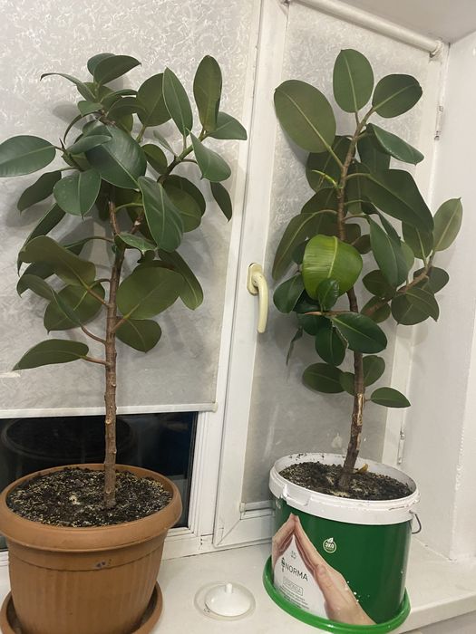 Продам цветы фикус