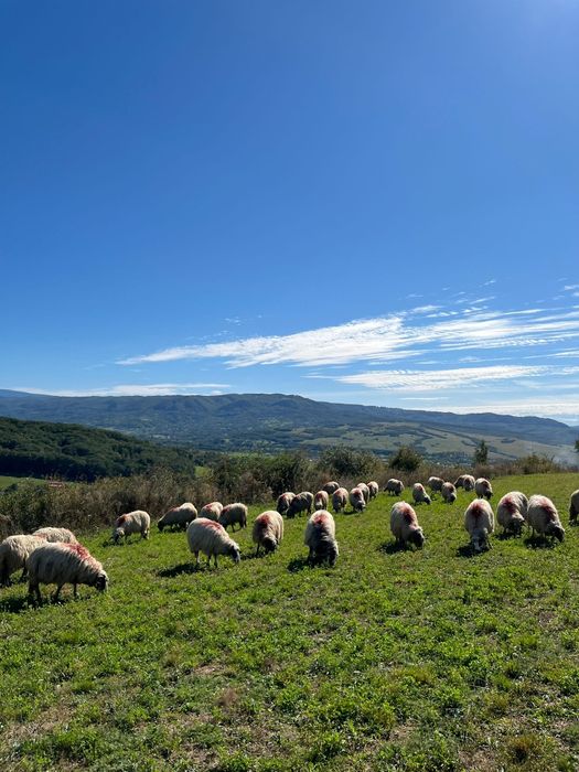 Vând oi breze 55 bucăți din care 2 berbeci miori