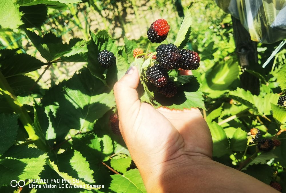 Butasi de mure trei soiuri