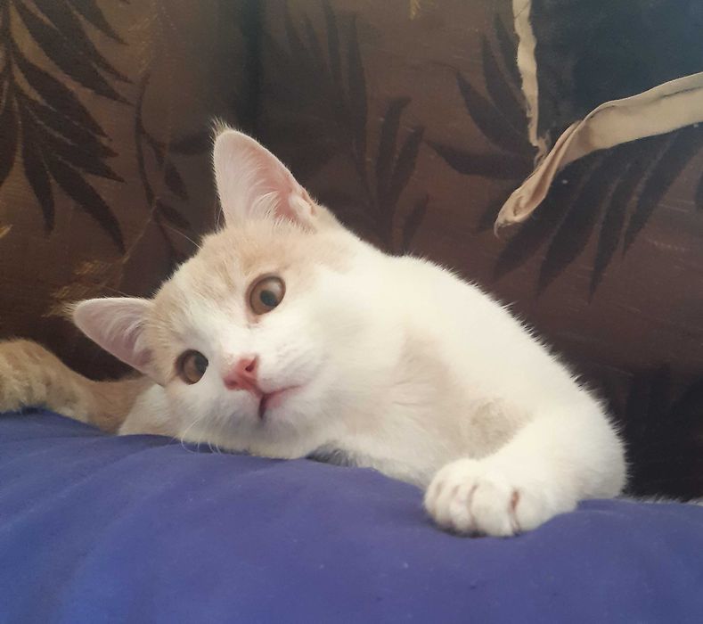 Помощник по дому, мальчик в добрые руки