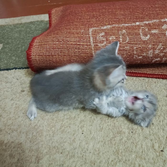 Ищем дом для подкидышей