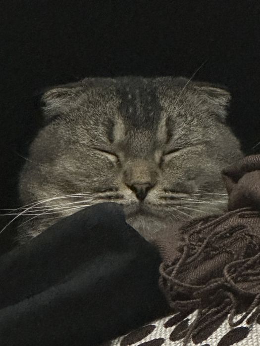 Отдаем котика в добрые руки