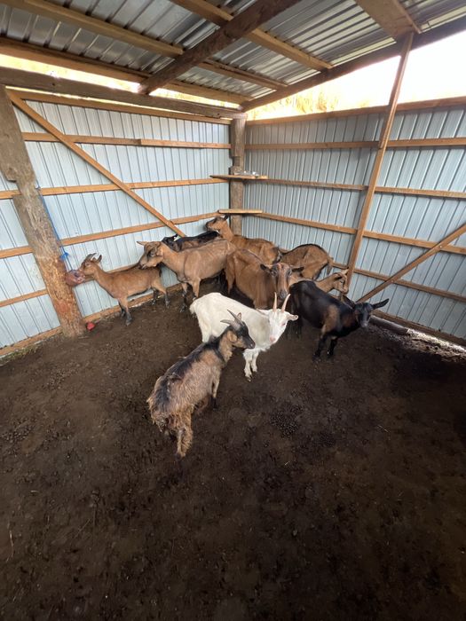 Capre Apine si iedute