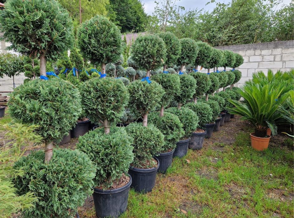 Plante ornamentale - Garden Devis