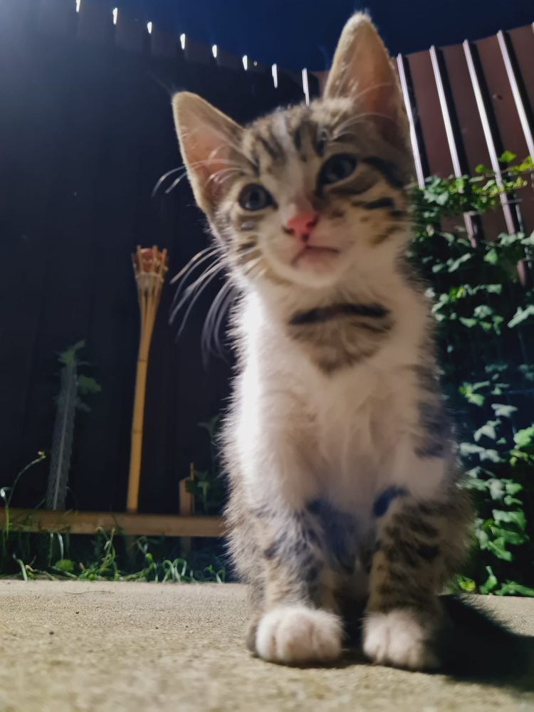 Spre adoptie 3 puiuti de pisicuta