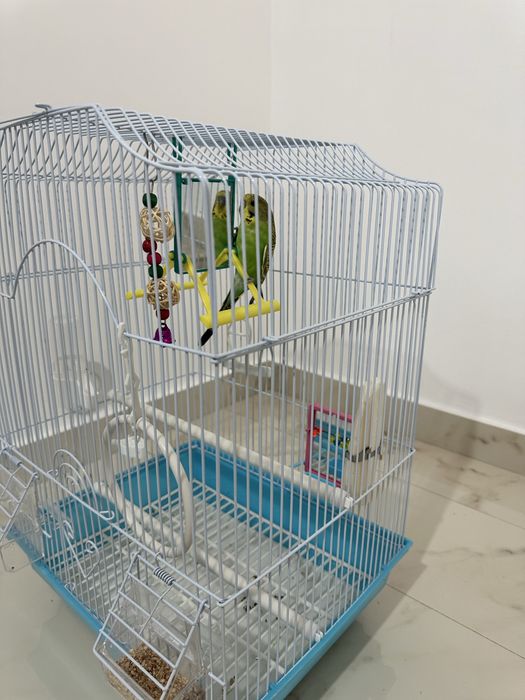 Papagal Perus Mascul + Cusca cu accesorii