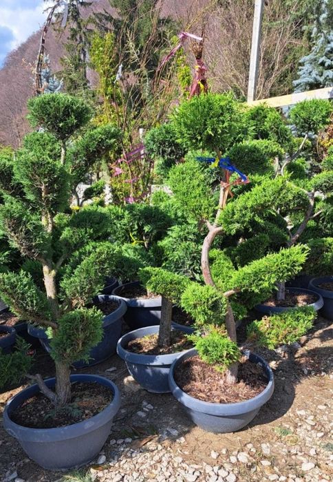 Vand si montez tuia smarald leylandi  cedrii mesteacăn