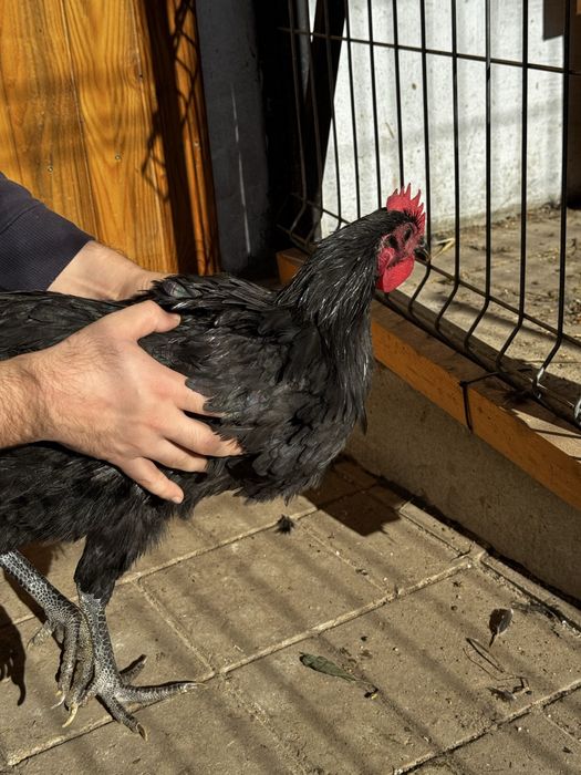 cocos australorp