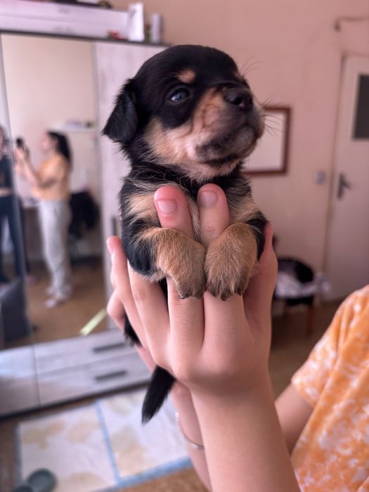 Мъжки и женски чихопинчер с родословие.