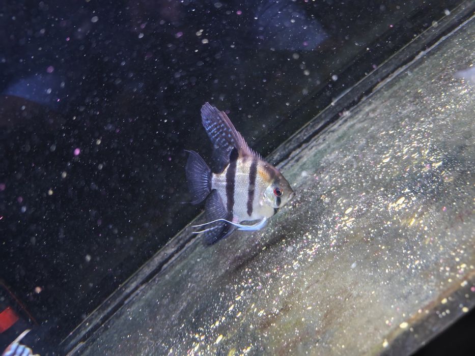 Скалярия Рио Нанай