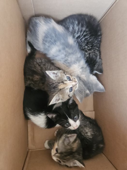 Котята в добрые руки