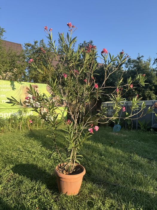 Leandru de vanzare tip tufa  cu flori fucsia