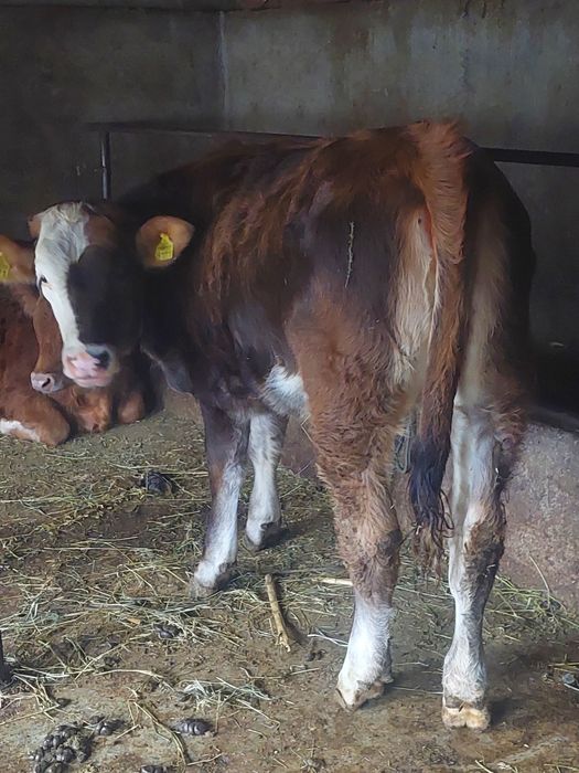 Vând  vitea bună de tăiat